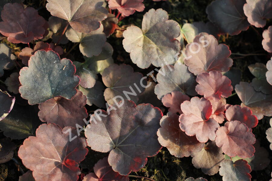 Dlužicha 'Coral Sea' - Heuchera 'Coral Sea'®