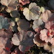 Dlužicha 'Coral Sea' - Heuchera hybrida 'Coral Sea'