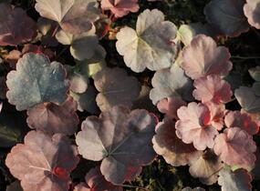 Dlužicha 'Coral Sea' - Heuchera hybrida 'Coral Sea'