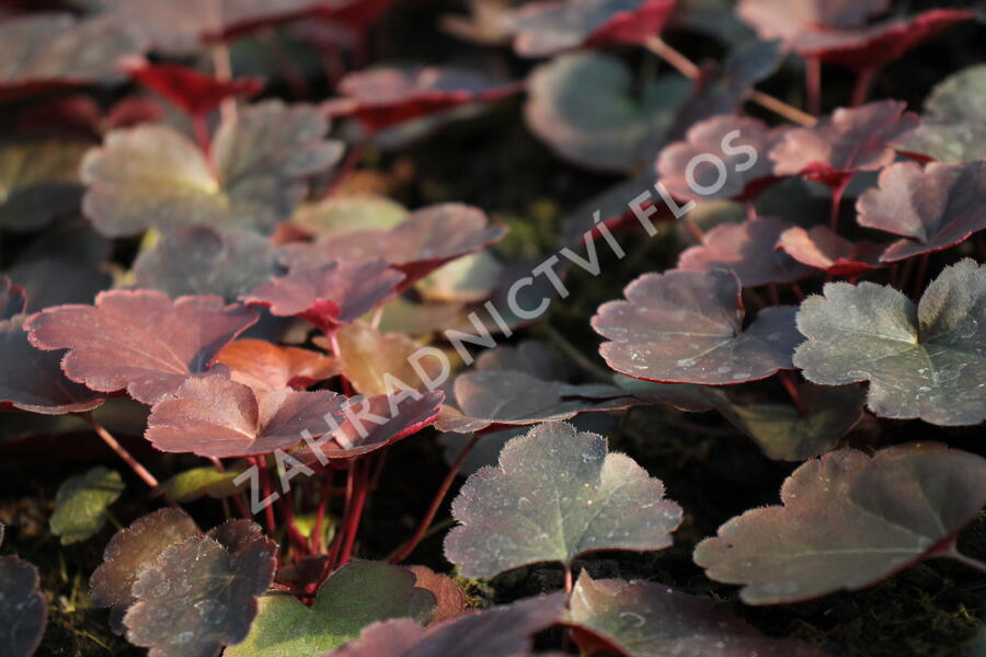 Dlužicha 'Coral Sea' - Heuchera hybrida 'Coral Sea'