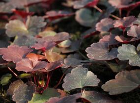 Dlužicha 'Coral Sea' - Heuchera hybrida 'Coral Sea'