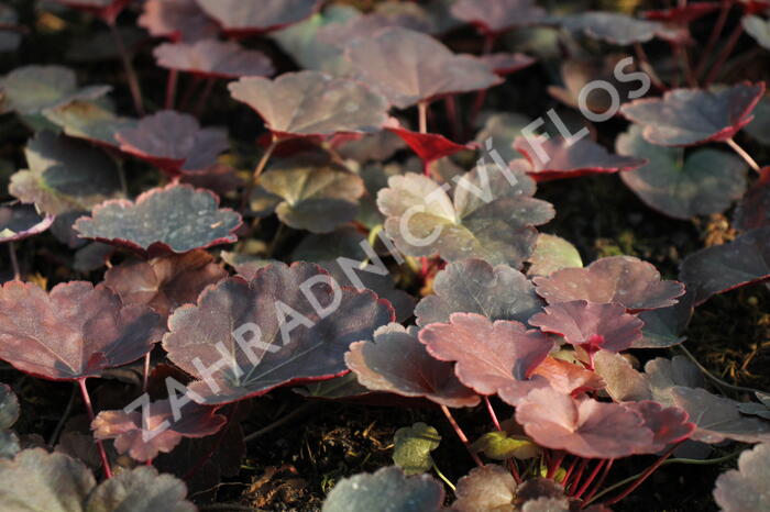 Dlužicha 'Coral Sea' - Heuchera hybrida 'Coral Sea'