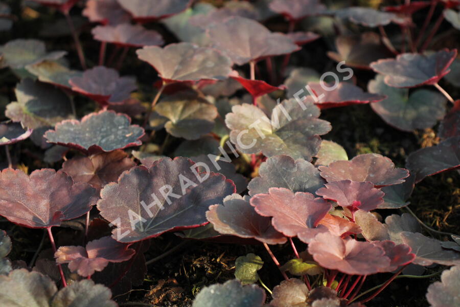 Dlužicha 'Coral Sea' - Heuchera hybrida 'Coral Sea'