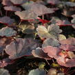 Dlužicha 'Coral Sea' - Heuchera hybrida 'Coral Sea'