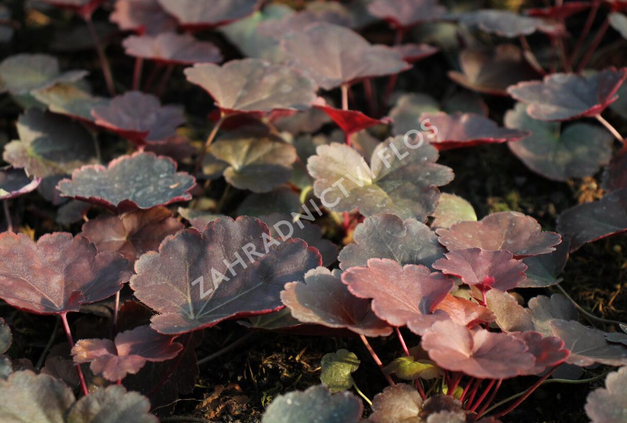 Dlužicha 'Coral Sea' - Heuchera hybrida 'Coral Sea'