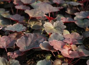 Dlužicha 'Coral Sea' - Heuchera hybrida 'Coral Sea'