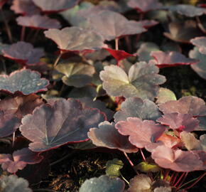 Dlužicha 'Coral Sea' - Heuchera hybrida 'Coral Sea'