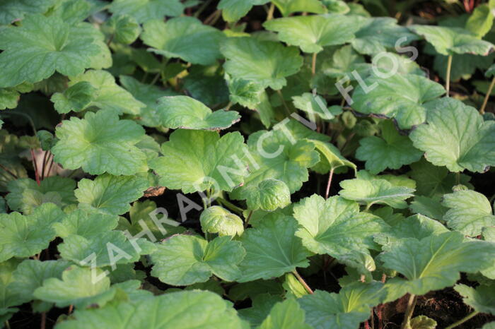 Dlužicha 'Electrica Lime' - Heuchera hybrida 'Electrica Lime'