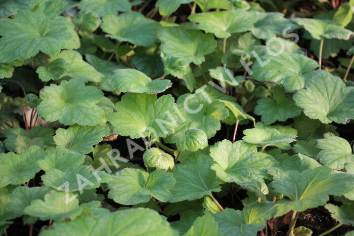 Dlužicha 'Electrica Lime' - Heuchera 'Electrica Lime'®