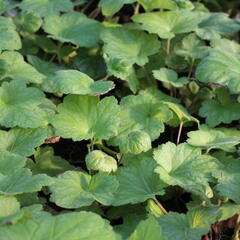 Dlužicha 'Electrica Lime' - Heuchera 'Electrica Lime'®