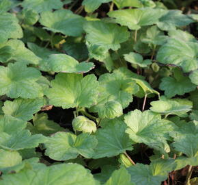 Dlužicha 'Electrica Lime' - Heuchera hybrida 'Electrica Lime'