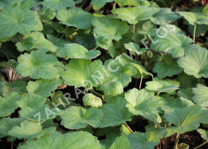 Dlužicha 'Electrica Lime' - Heuchera 'Electrica Lime'®