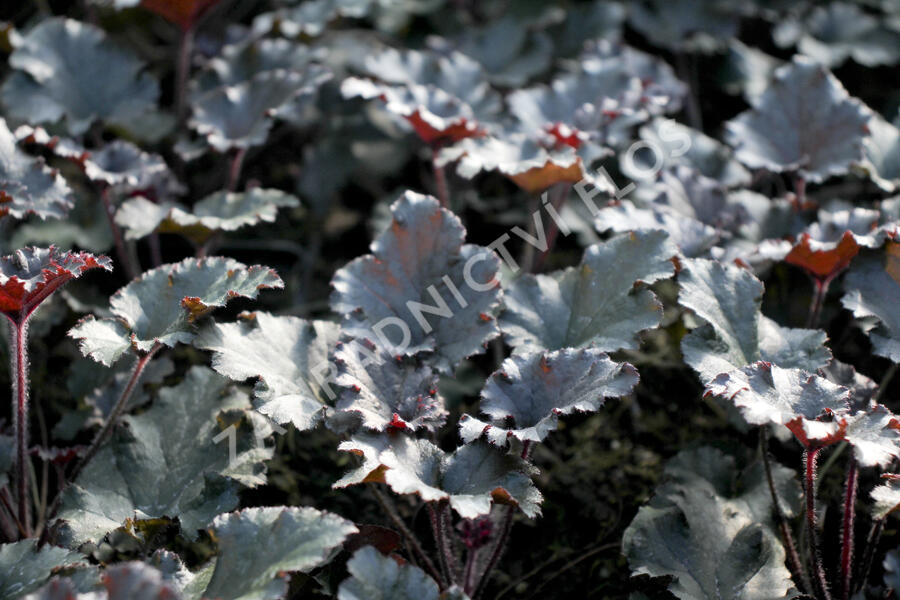 Dlužicha 'Dark Secret' - Heuchera hybrida 'Dark Secret'