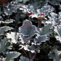 Dlužicha 'Dark Secret' - Heuchera 'Dark Secret'®