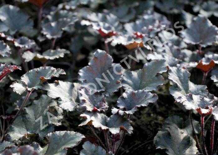 Dlužicha 'Dark Secret' - Heuchera 'Dark Secret'®