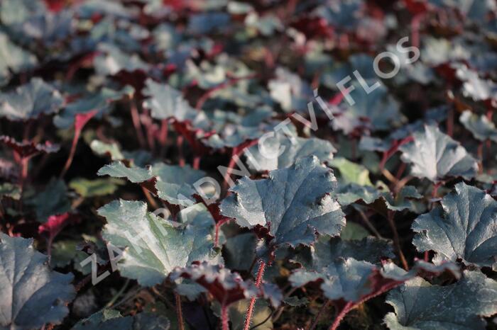 Dlužicha 'Dark Secret' - Heuchera 'Dark Secret'®