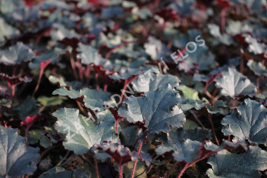 Dlužicha 'Dark Secret' - Heuchera 'Dark Secret'®