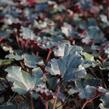 Dlužicha 'Dark Secret' - Heuchera 'Dark Secret'®