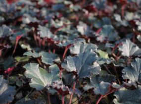 Dlužicha 'Dark Secret' - Heuchera hybrida 'Dark Secret'