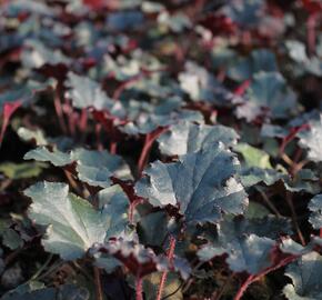 Dlužicha 'Dark Secret' - Heuchera hybrida 'Dark Secret'