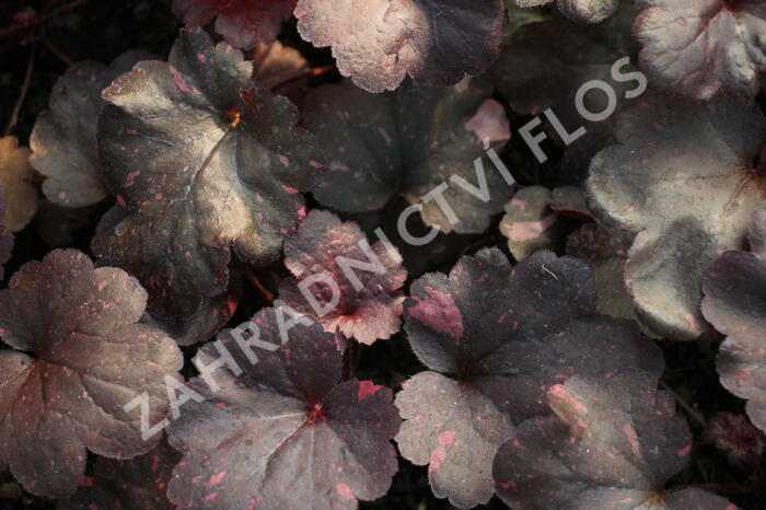Dlužicha 'Galaxy' - Heuchera hybrida 'Galaxy'