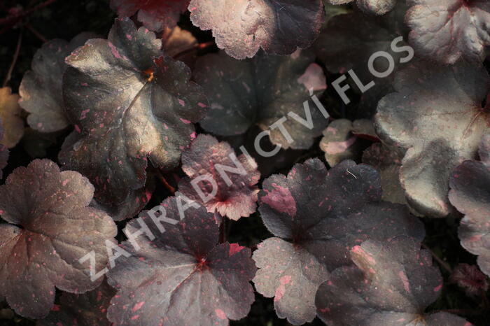 Dlužicha 'Galaxy' - Heuchera 'Galaxy'®