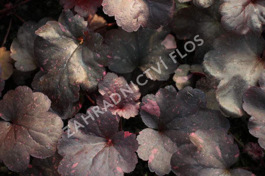 Dlužicha 'Galaxy' - Heuchera hybrida 'Galaxy'