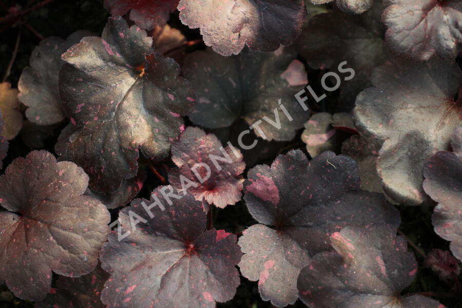 Dlužicha 'Galaxy' - Heuchera 'Galaxy'®