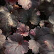 Dlužicha 'Galaxy' - Heuchera hybrida 'Galaxy'