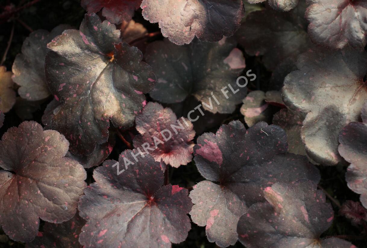 Dlužicha 'Galaxy' - Heuchera hybrida 'Galaxy'