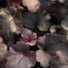 Dlužicha 'Galaxy' - Heuchera hybrida 'Galaxy'