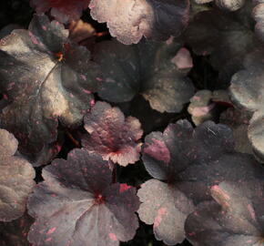 Dlužicha 'Galaxy' - Heuchera hybrida 'Galaxy'