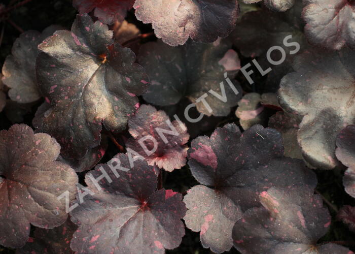 Dlužicha 'Galaxy' - Heuchera 'Galaxy'®
