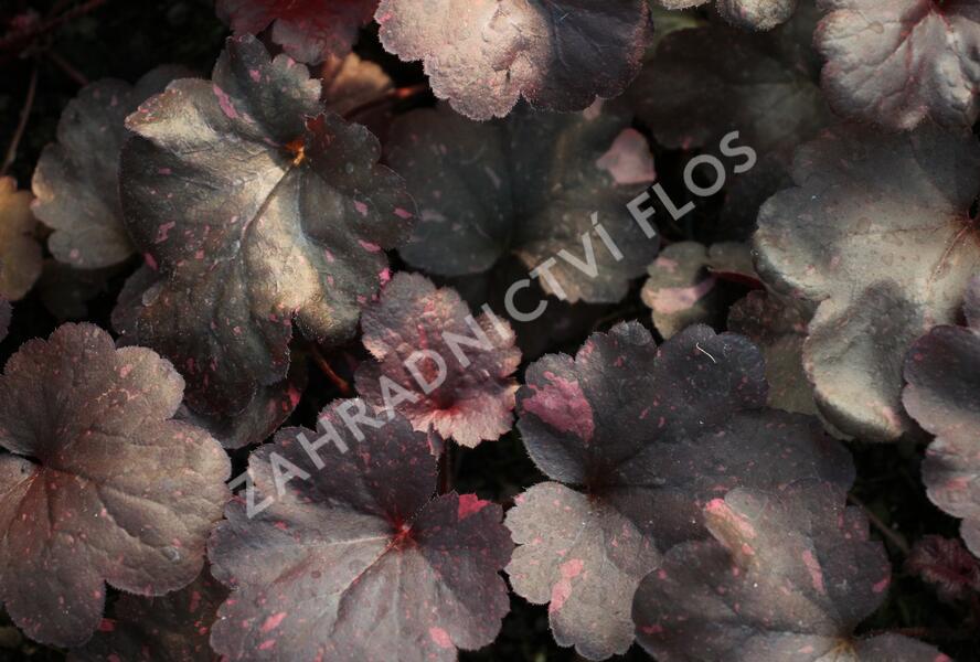 Dlužicha 'Galaxy' - Heuchera hybrida 'Galaxy'