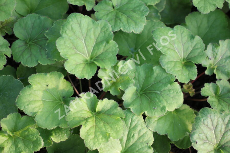 Dlužicha 'Happy Flames' - Heuchera hybrida 'Happy Flames'