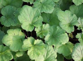 Dlužicha 'Happy Flames' - Heuchera hybrida 'Happy Flames'