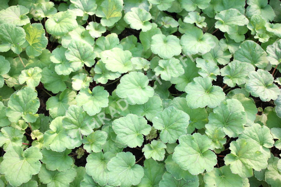 Dlužicha 'Happy Flames' - Heuchera hybrida 'Happy Flames'