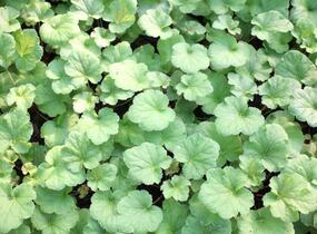 Dlužicha 'Happy Flames' - Heuchera hybrida 'Happy Flames'