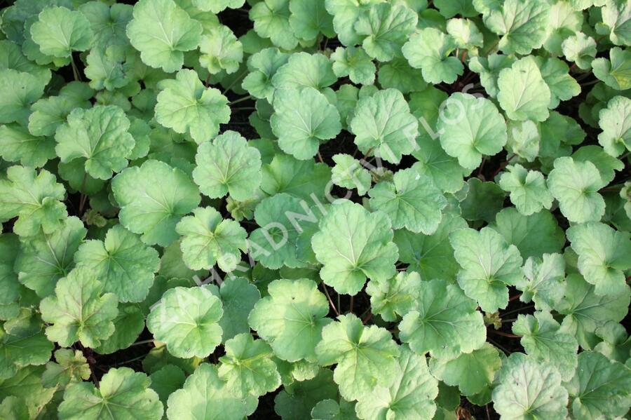 Dlužicha 'Happy Flames' - Heuchera hybrida 'Happy Flames'