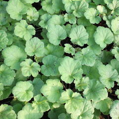 Dlužicha 'Happy Flames' - Heuchera 'Happy Flames'®