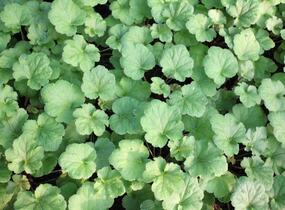 Dlužicha 'Happy Flames' - Heuchera hybrida 'Happy Flames'