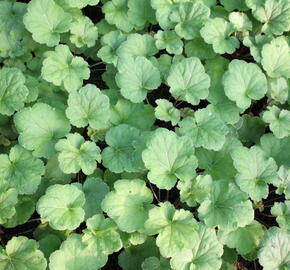 Dlužicha 'Happy Flames' - Heuchera hybrida 'Happy Flames'