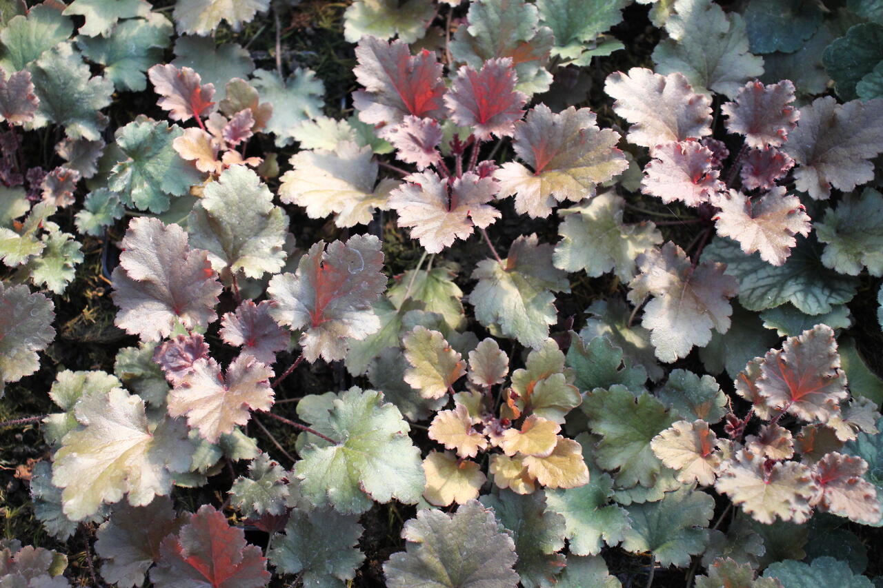 Dlužicha 'Peach Crisp' - Heuchera 'Peach Crisp'® | Zahradnictví FLOS