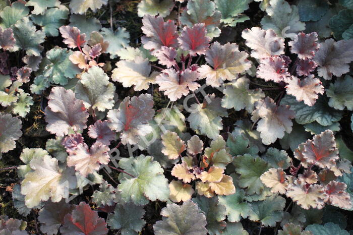 Dlužicha 'Peach Crisp' - Heuchera hybrida 'Peach Crisp'