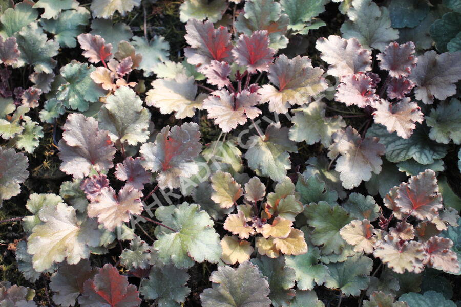 Dlužicha 'Peach Crisp' - Heuchera hybrida 'Peach Crisp'