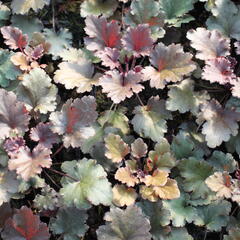 Dlužicha 'Peach Crisp' - Heuchera 'Peach Crisp'®