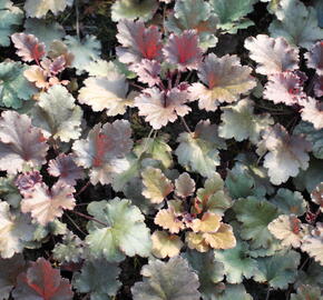 Dlužicha 'Peach Crisp' - Heuchera hybrida 'Peach Crisp'