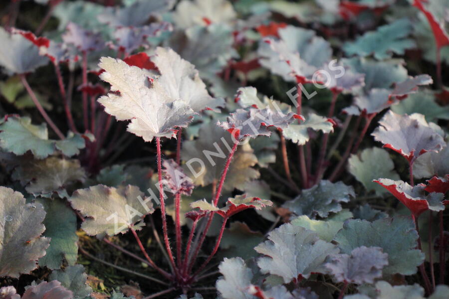 Dlužicha 'Peach Crisp' - Heuchera hybrida 'Peach Crisp'