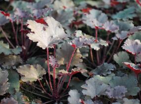Dlužicha 'Peach Crisp' - Heuchera hybrida 'Peach Crisp'