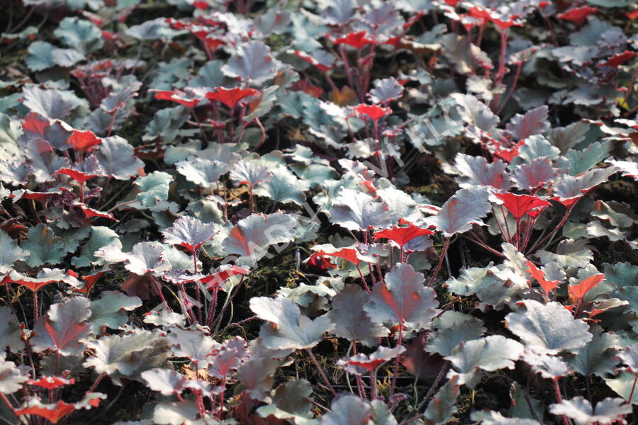Dlužicha 'Peach Crisp' - Heuchera hybrida 'Peach Crisp'